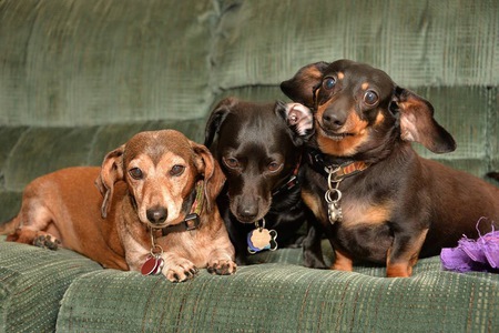 Frieda, Rudy and Pittman