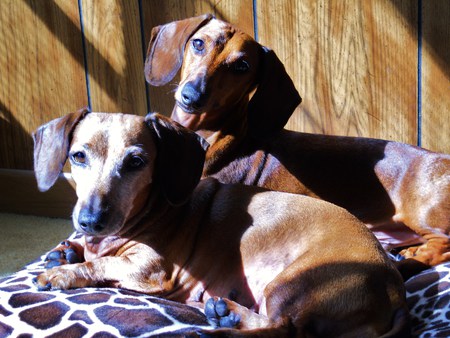 Rudi and Molly