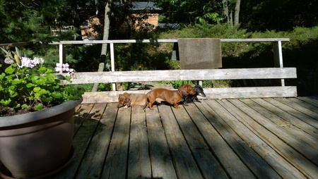 Abby (Blk & Tan), Smokie, and Shadow (red).