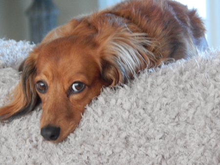 Molly Girl
