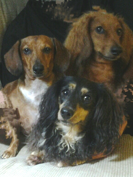 Flash, Samson & Sophie