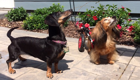Copper and Penny