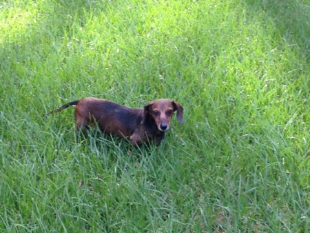 Josie