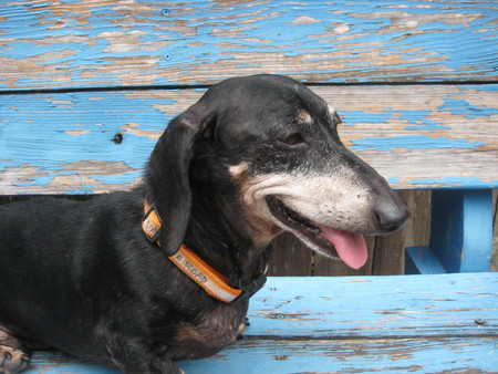 Buddy