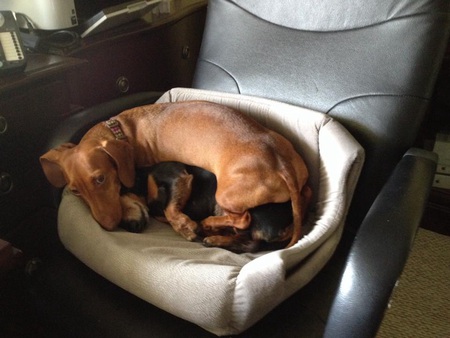 Josh and Ginger