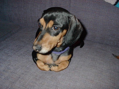Caesar