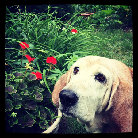 Brody 