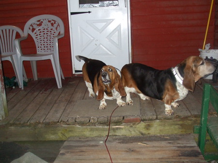 Buddy (on left), Maise (on right)