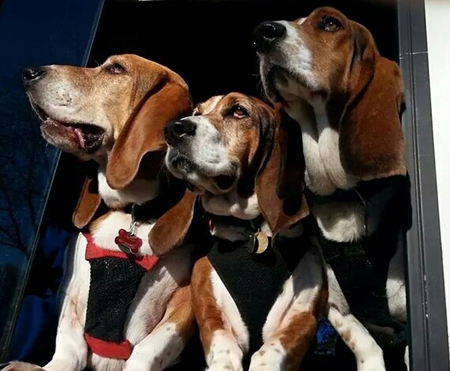 Chester, Lizzie, Louie