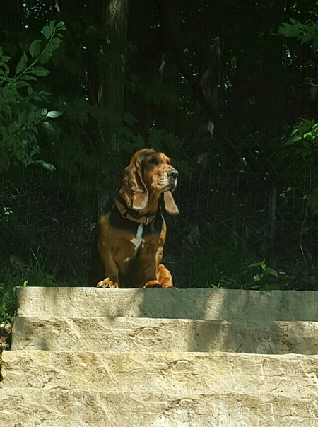 Sadie