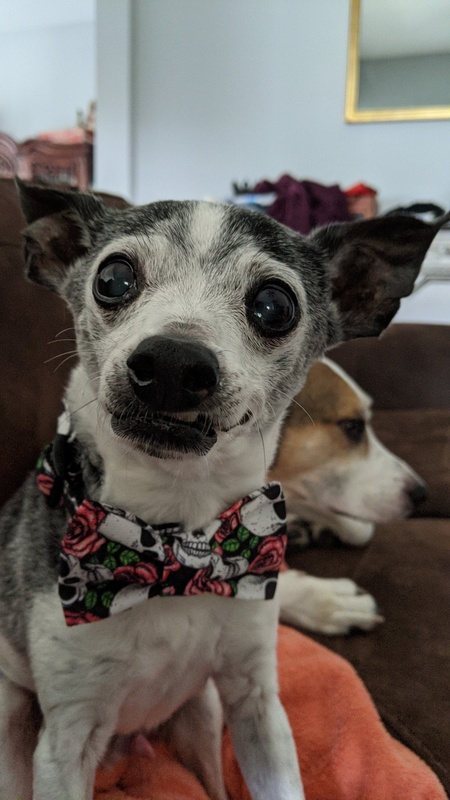 Buddy