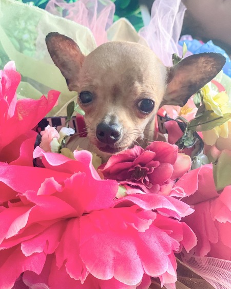 Rosita 