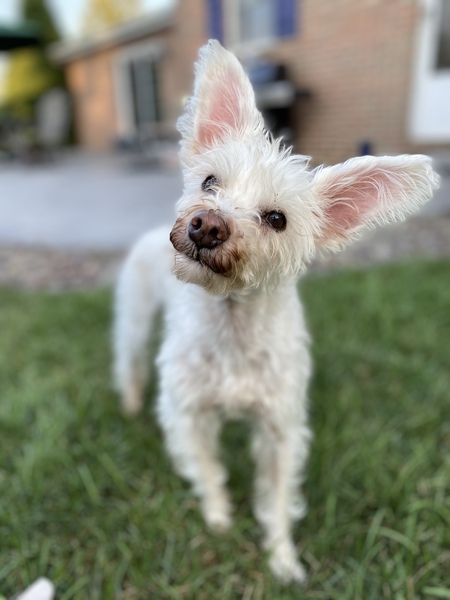 Louie