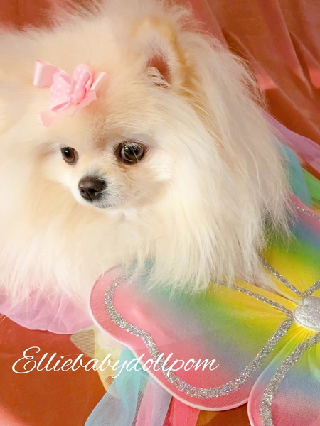 Ellie baby doll pom