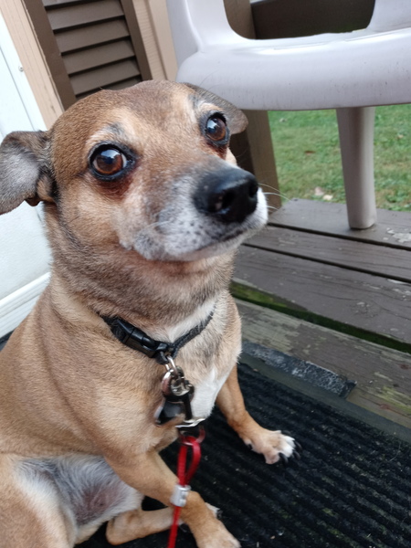 Harvey