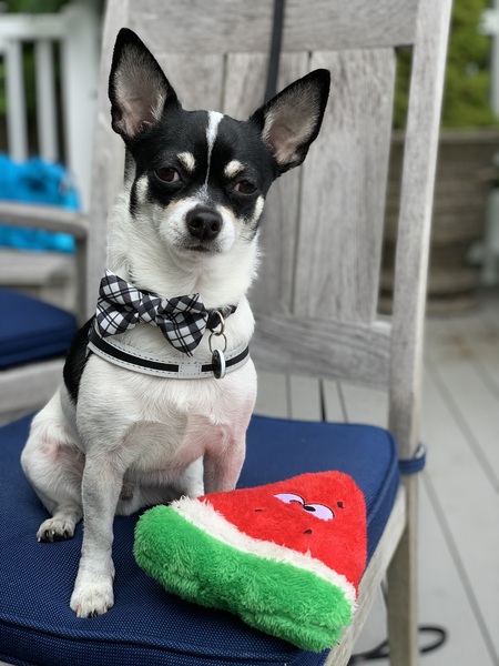 Domino Ginsburg 