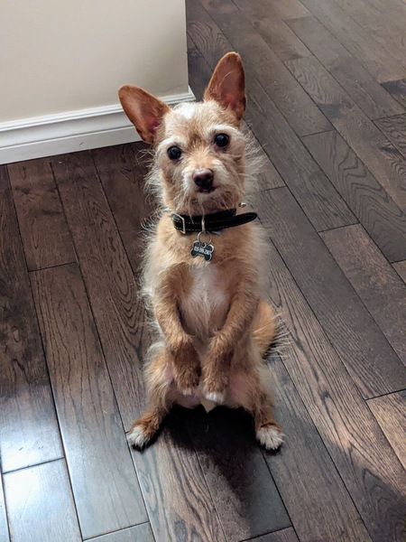 Odie