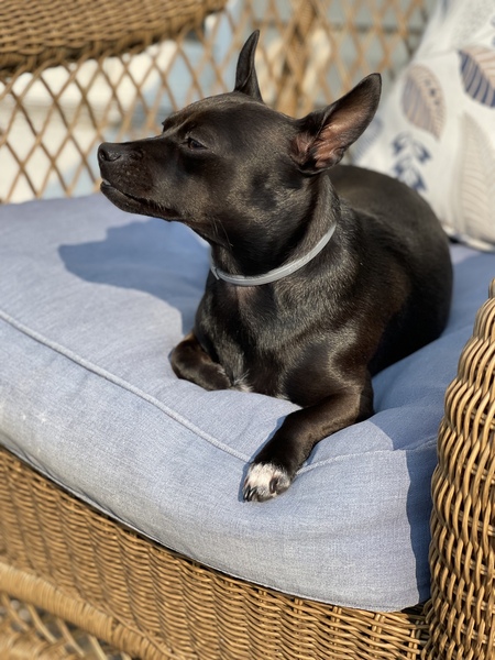 Stella 