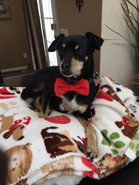 Peter Pan aka Petie 