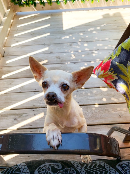 Darla 