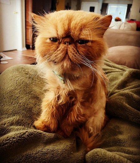 Wilford Brimley 