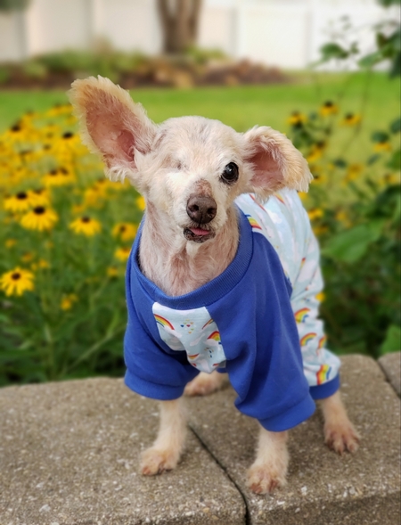Stan Hotseniorpups