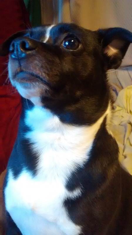 Tippy