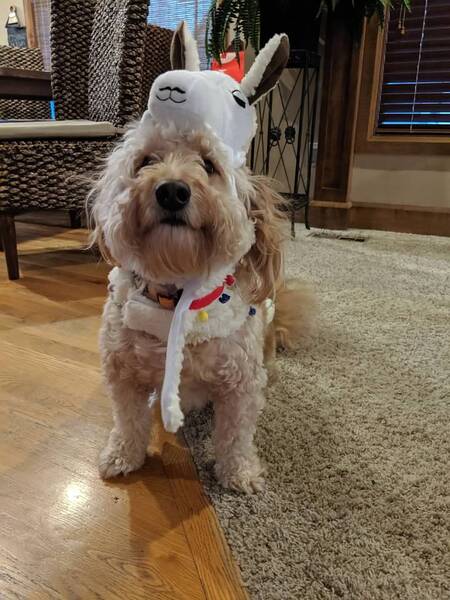Entry image for Finn. Clicking this image will show a larger photo