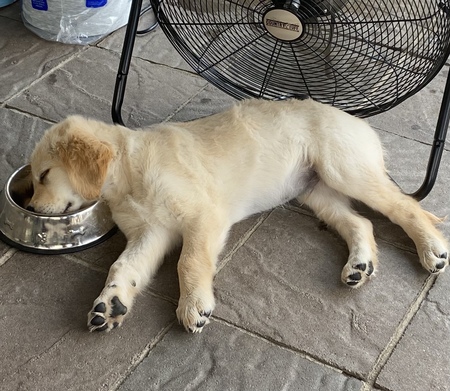 Murphy