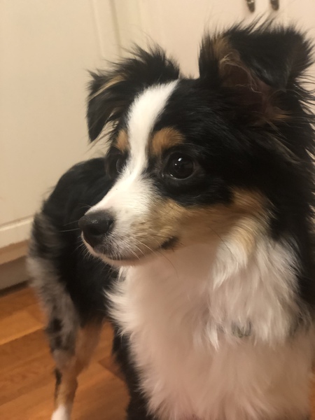 Dasher 