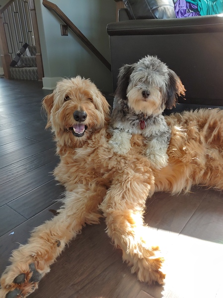 Sully & Percy