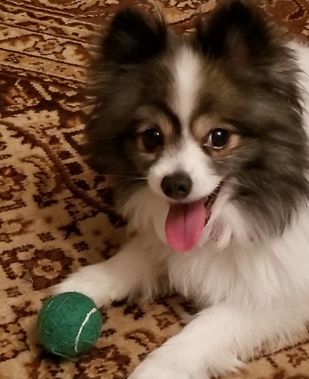 Gizmo