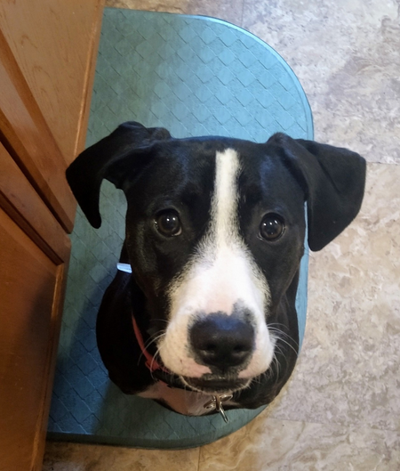 Harley 