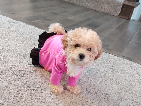 Nala Rose