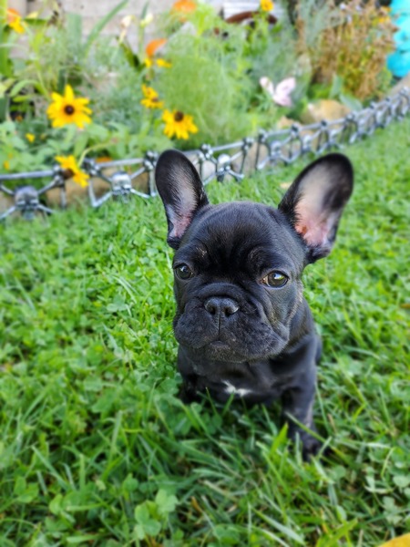 Frankie