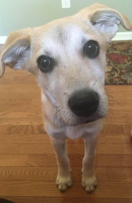 Nova