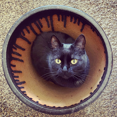 Sumi