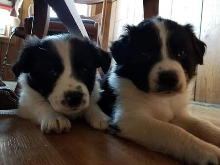 Harriet & Henry