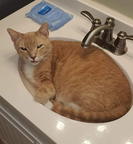 Simba