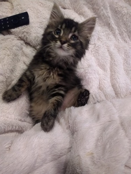 Kodi