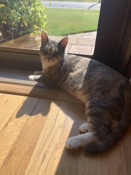 Gemma