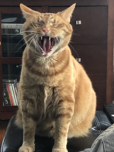 Cheddar