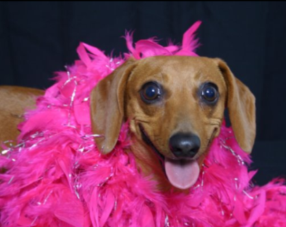 Penelope
