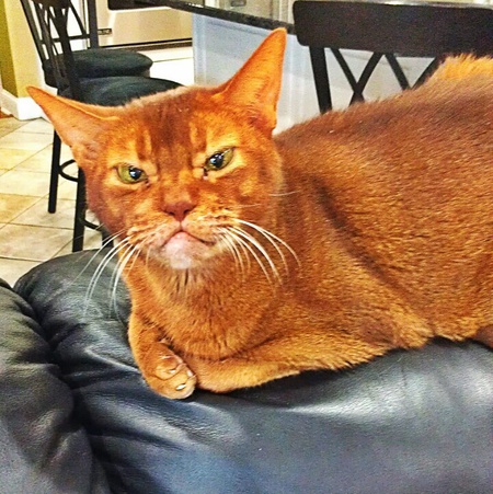 Niko