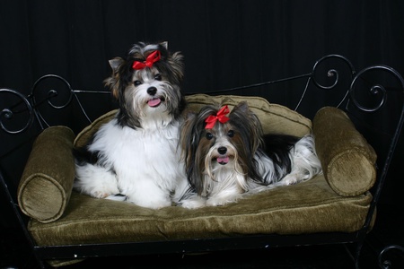 Rocky & Yogi