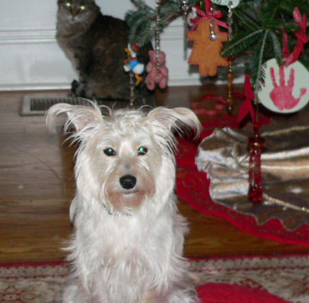 Ziggy