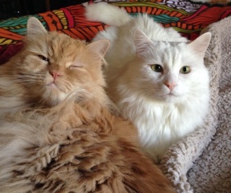 Team Fluffy