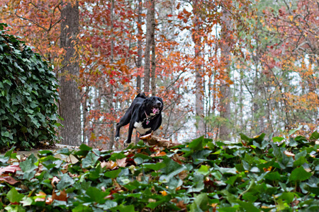 Blackie