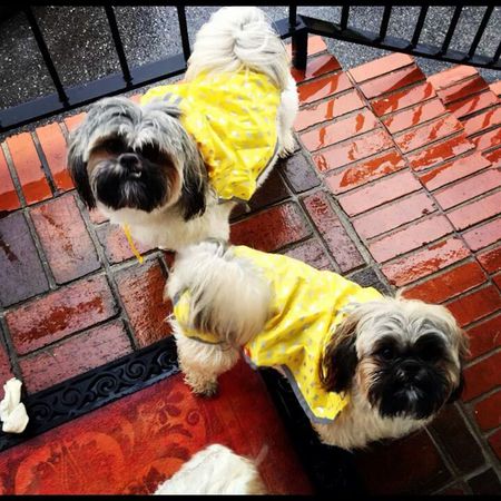 Bama & Pedro "Thunder Buddies"