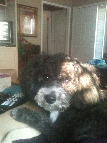 Ziggy